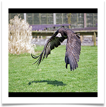 COMMENDED Late for Dinner - Russell Lambert